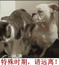 汪星人跟喵星人的日常斗嘴，看完笑到打鸣