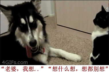 汪星人跟喵星人的日常斗嘴，看完笑到打鸣