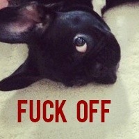 单身狗专属！这套英文版表情包太适配日常吐槽