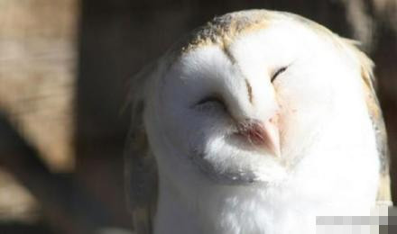 这些萌宠笑脸表情包太治愈了