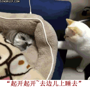 汪星人跟喵星人的日常斗嘴，看完笑到打鸣