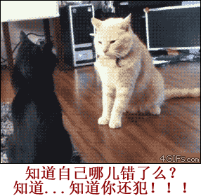 汪星人跟喵星人的日常斗嘴，看完笑到打鸣