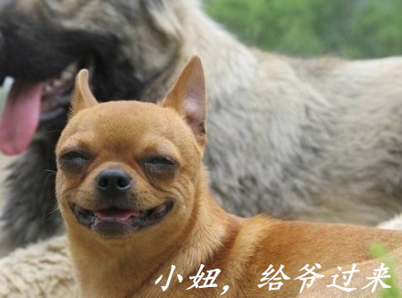 可爱动物表情包合集 聊天斗图必备