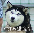 doge表情包又双叒叕来啦