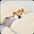 万能doge表情包合集上新啦