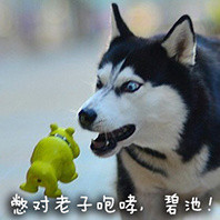 doge表情包又双叒叕来啦