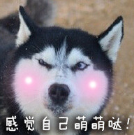 单身狗专属恶搞表情包合集