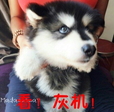 摸鱼必备！这些汪星人搞笑表情太会整活了