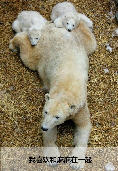 北极熊的心里话：全球变暖正在毁掉我的家