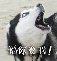 doge表情包又双叒叕来啦