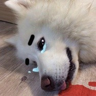 不想上班emo？这套汪星人表情包戳中打工人心声