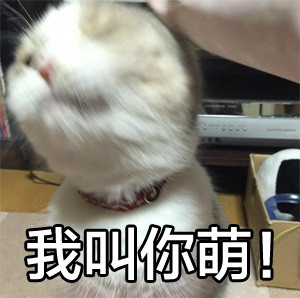 网友都在找的搞笑猫猫表情包合集
