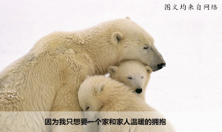 北极熊的心里话：全球变暖正在毁掉我的家