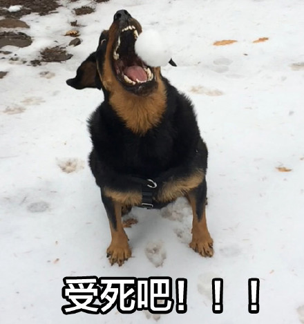 我狗良辰可不是随便就能欺负的！