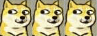 我们最常用的doge动图合集