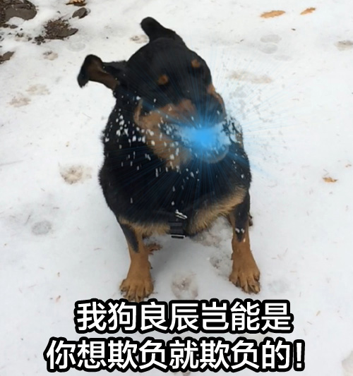 狗子口吐光波表情包来啦