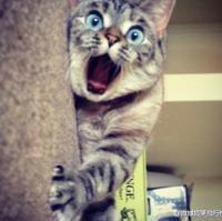 美国表情帝Nala！这只喵星人承包了全网斗图素材