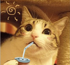 聊天斗图必备！瓜皮猫表情包合集来啦