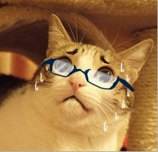 聊天斗图必备！瓜皮猫表情包合集来啦