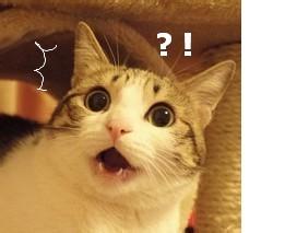 喵星人萌化你的心，赶紧来存表情包啦