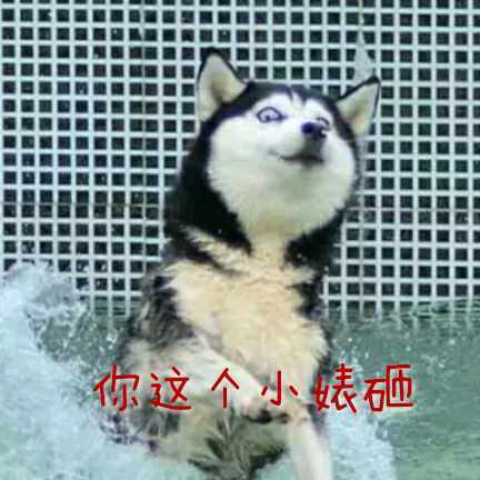 每天都被自己“遇瞎”？这套哈士奇表情包太绝了