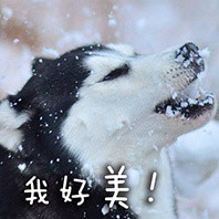 doge表情包又双叒叕来啦