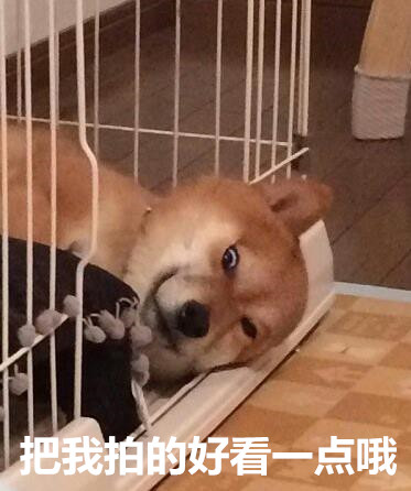 天冷不想动？汪星人表情包求帮忙上厕所