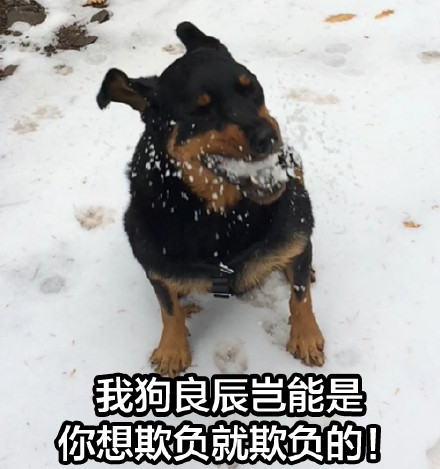我狗良辰可不是随便就能欺负的！