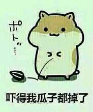仓鼠掉瓜子表情包合集来了