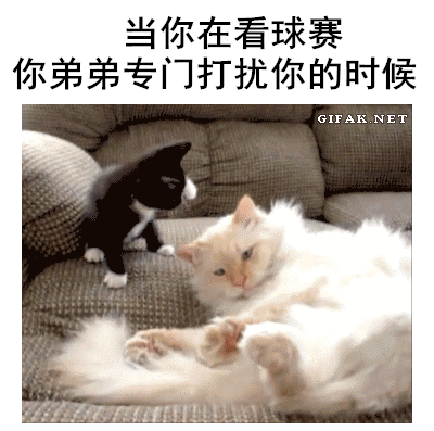 女朋友让你早点睡？这套汪喵表情包帮你精准get信号