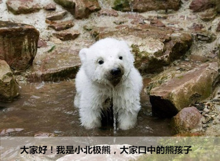 北极熊的心里话：全球变暖正在毁掉我的家