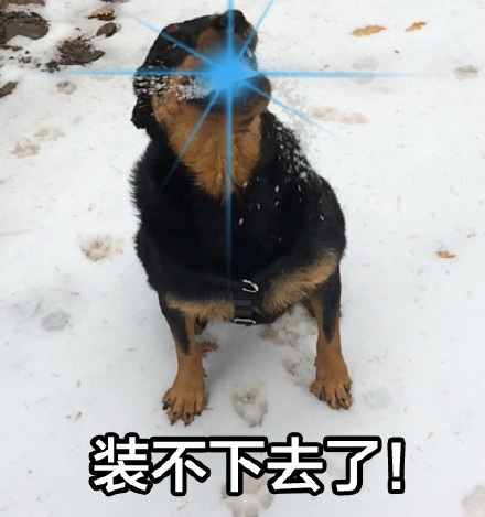 狗子口吐光波表情包来啦