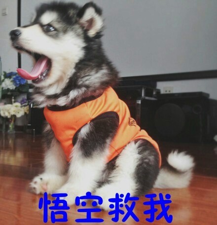 摸鱼必备！这些汪星人搞笑表情太会整活了