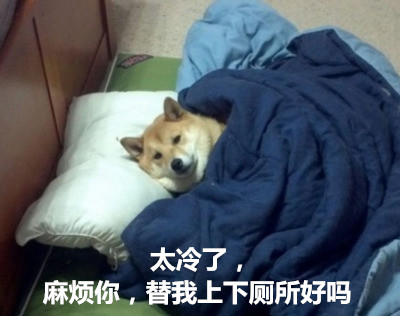 天冷不想动？汪星人表情包求帮忙上厕所