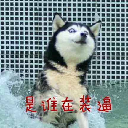 每天都被自己“遇瞎”？这套哈士奇表情包太绝了