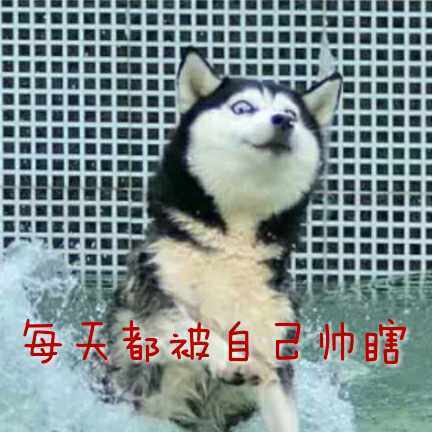 每天都被自己“遇瞎”？这套哈士奇表情包太绝了