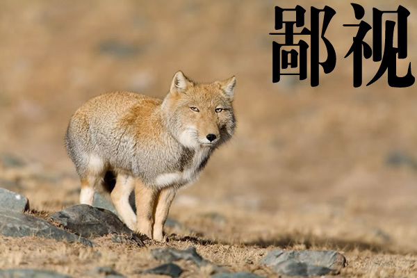 大方脸表情包天花板！藏狐成了斗图新宠