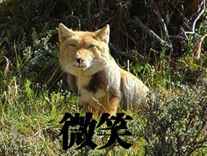 大方脸表情包天花板！藏狐成了斗图新宠
