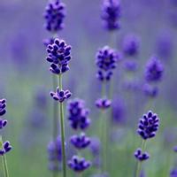 17张超治愈！带薰衣草的小姑娘女生头像合集