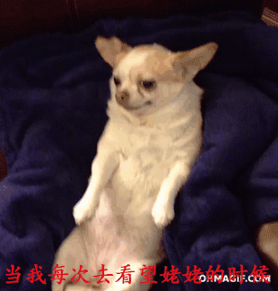 救命！这些狗狗表情包精准戳中了我的日常心态