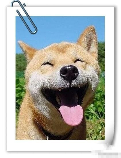 这些萌宠笑脸表情包太治愈了