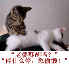 汪星人跟喵星人的日常斗嘴，看完笑到打鸣
