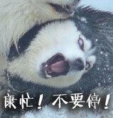 doge表情包又双叒叕来啦