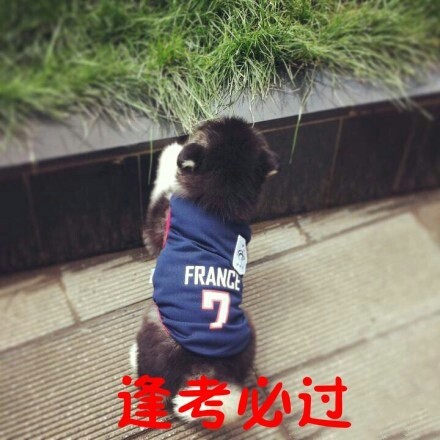 摸鱼必备！这些汪星人搞笑表情太会整活了