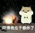 仓鼠掉瓜子表情包来啦！快用这套表情斗图