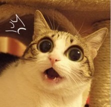 喵星人萌化你的心，赶紧来存表情包啦