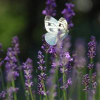 17张超治愈！带薰衣草的小姑娘女生头像合集