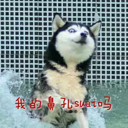 每天都被自己“遇瞎”？这套哈士奇表情包太绝了