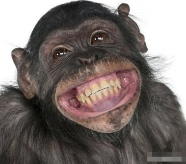 这些萌宠笑脸表情包太治愈了