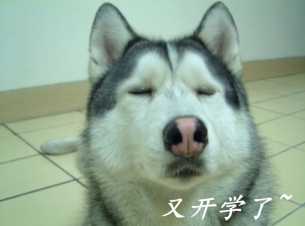 可爱动物表情包合集 聊天斗图必备